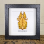 Minibeast Gray's Leaf Insect Brown Form in Box Frame (Phyllium bioculatum)