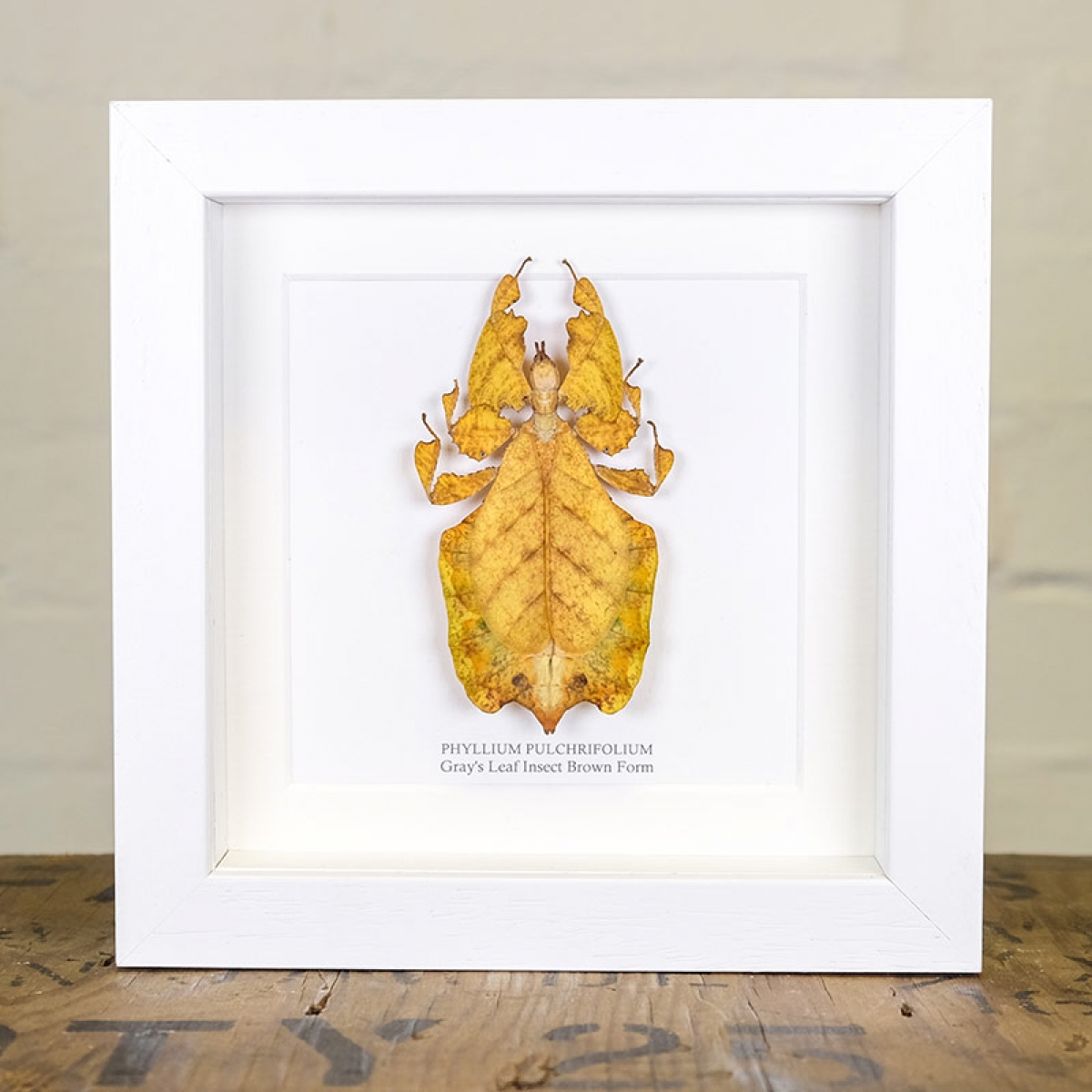 Gray's Leaf Insect Brown Form in Box Frame (Phyllium bioculatum)