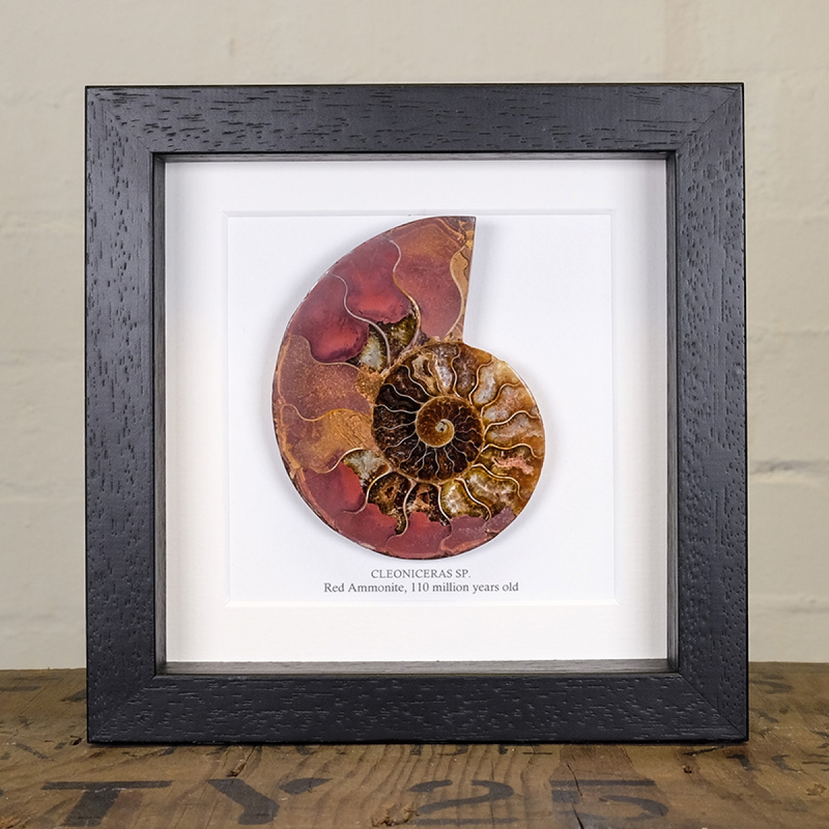 Minibeast Rare Red Ammonite Cut and Polished Fossil in Box Frame (Cleoniceras sp)