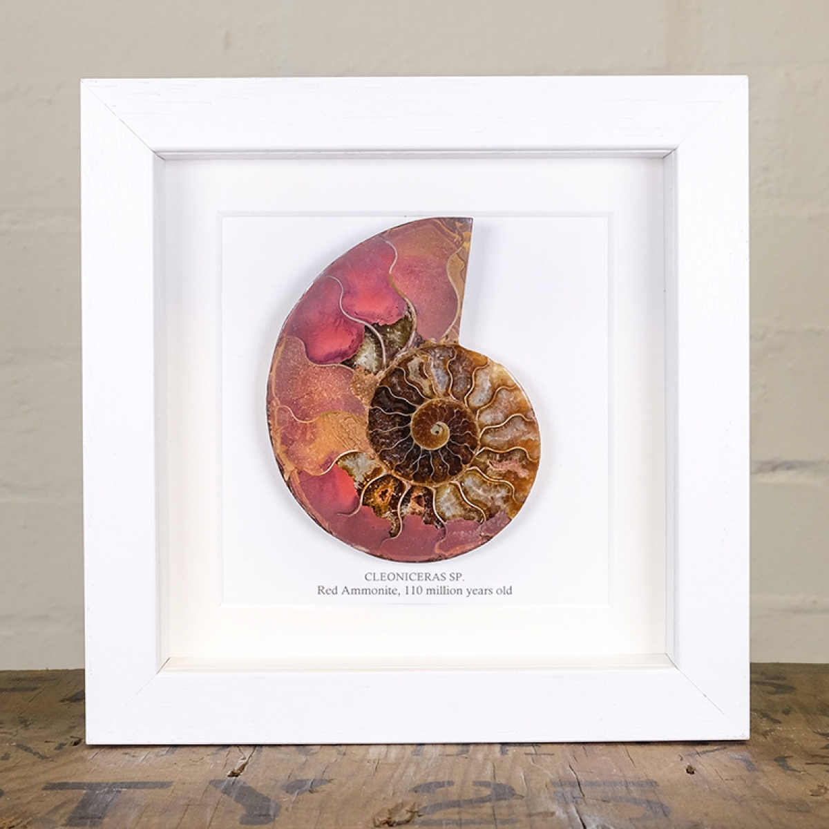 Rare Red Ammonite Cut and Polished Fossil in Box Frame (Cleoniceras sp)