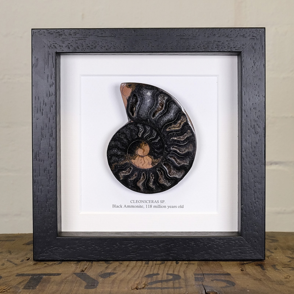 Minibeast Black Ammonite Cut and Polished Fossil in Box Frame (Cleoniceras sp) - Specimen #03