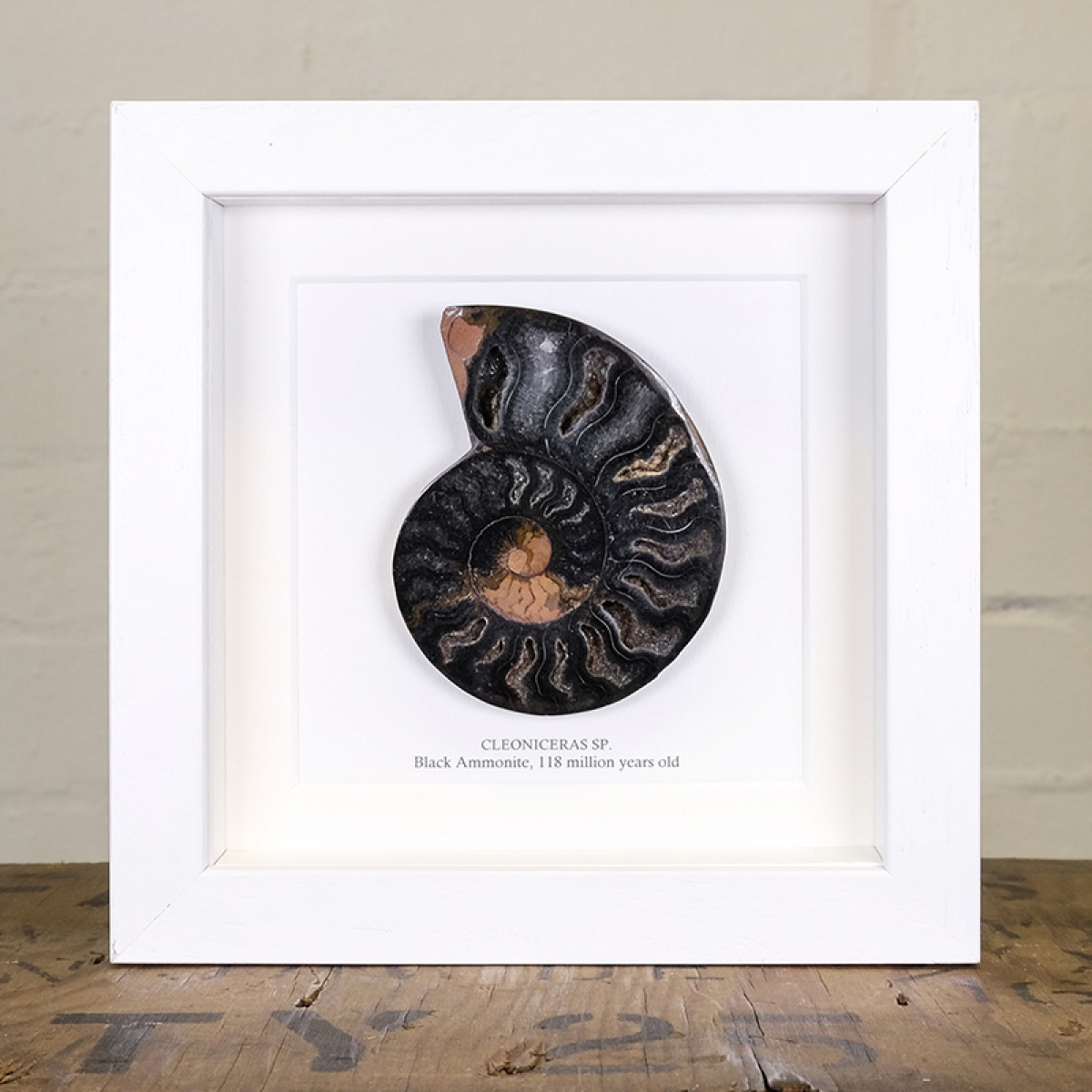 Black Ammonite Cut and Polished Fossil in Box Frame (Cleoniceras sp) - Specimen #03