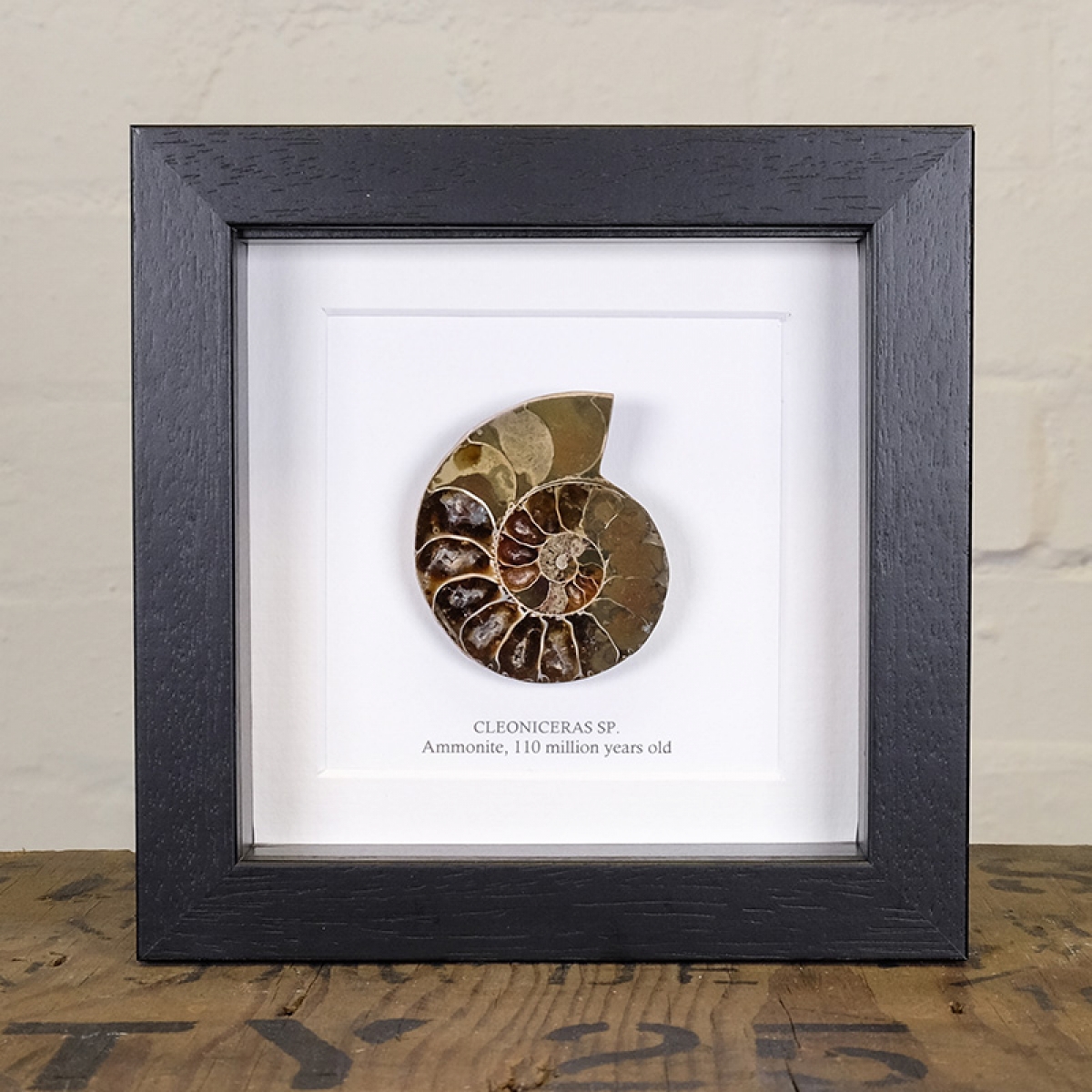 Minibeast 4-5cm Ammonite Cut and Polished Fossil in Box Frame (Cleoniceras sp) -  Specimen #02