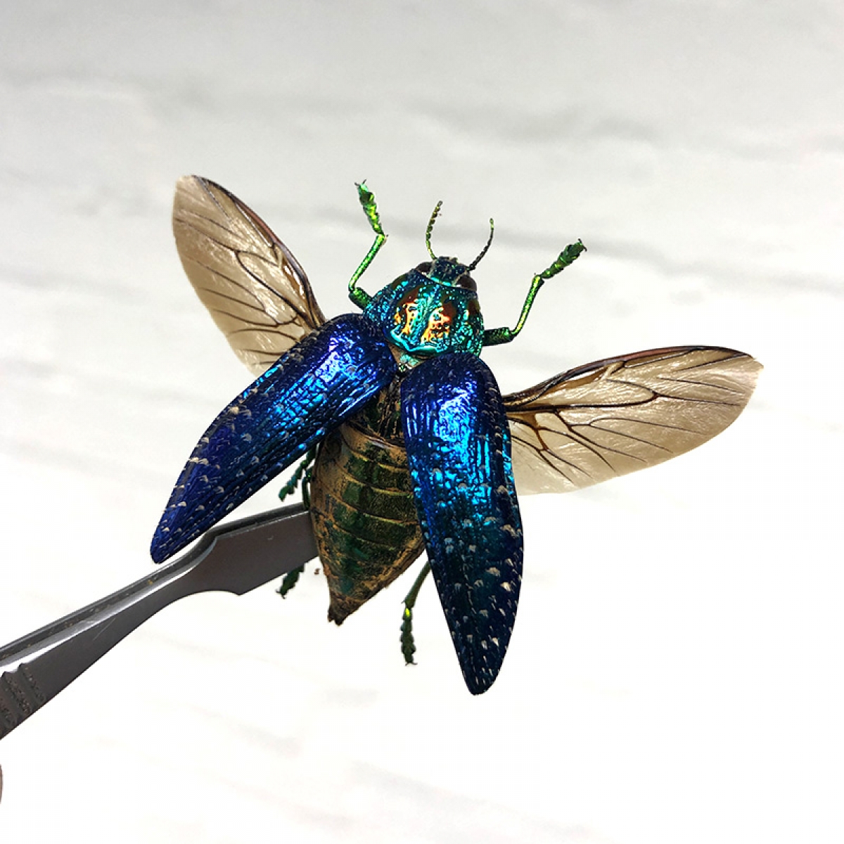 Malagasy Jewel Beetle in Box Frame (Polybothris sumptuosa)