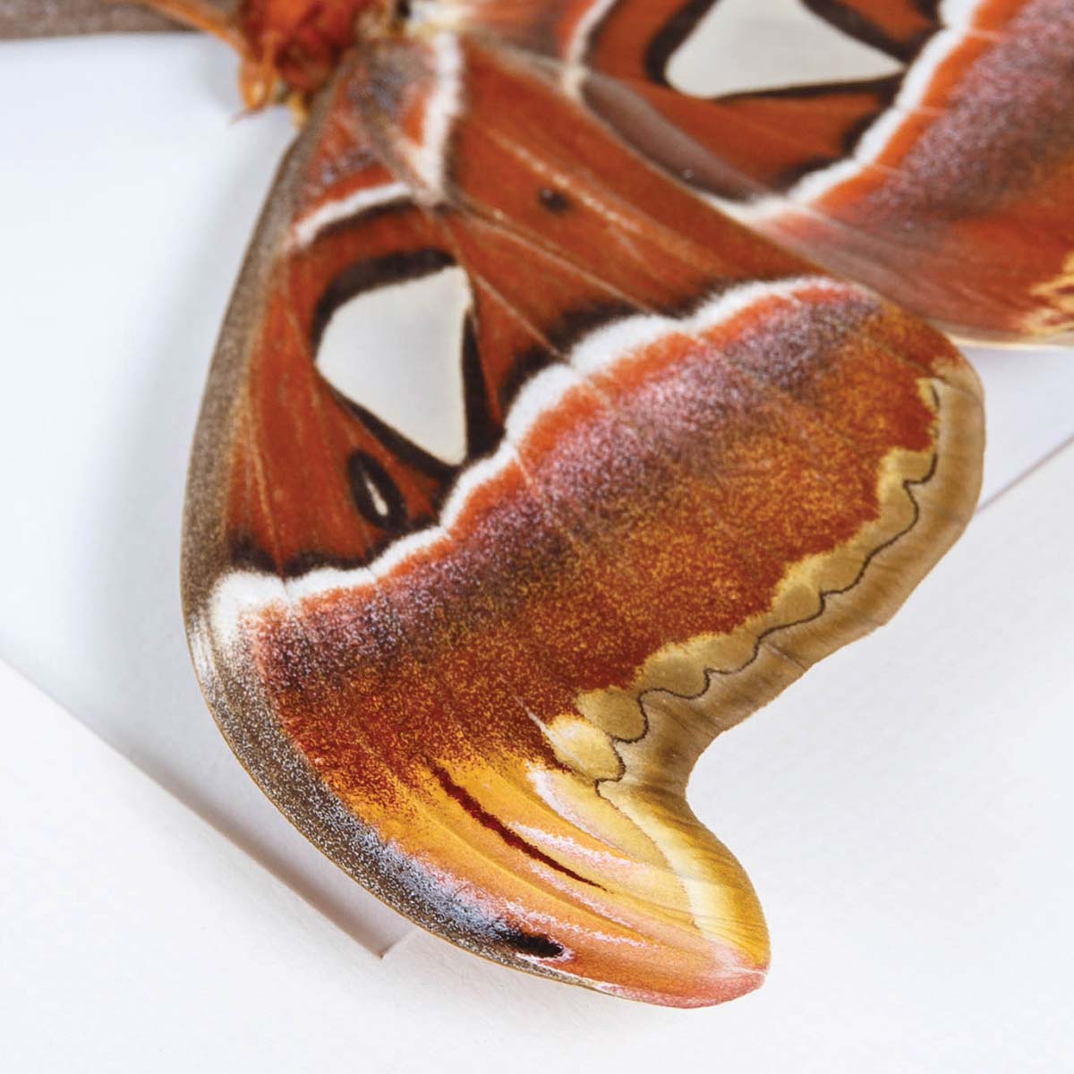 Female Atlas Moth in Box Frame (Attacus atlas)