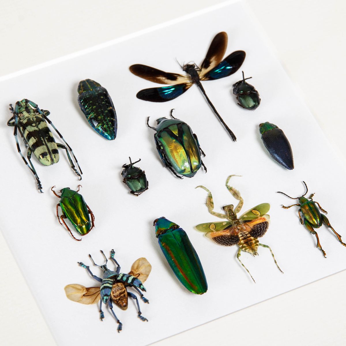 Multiple Insect Display in Box Frame