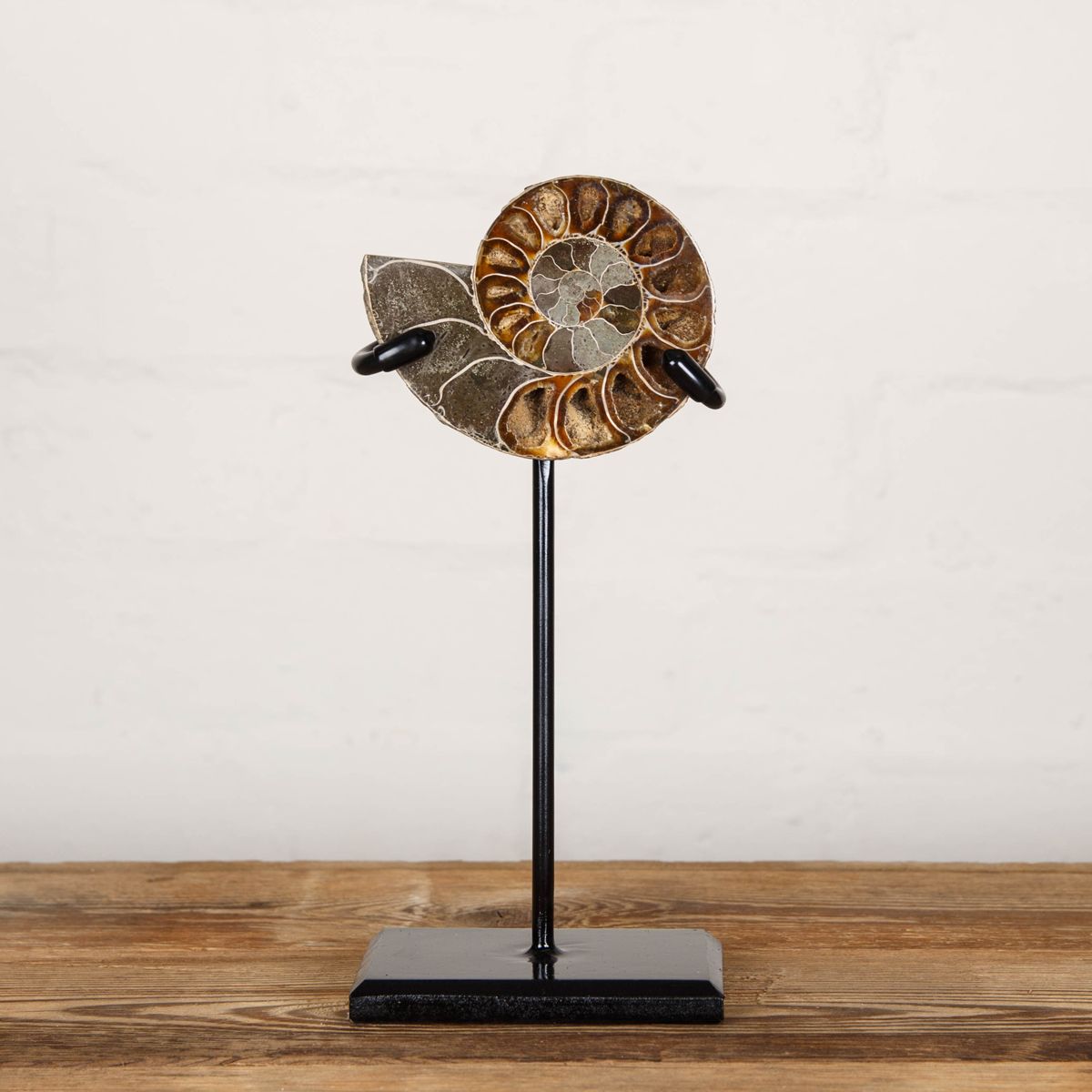 Minibeast 3.6 inch Polished & Sliced Ammonite Fossil on Stand (Cleoniceras sp)