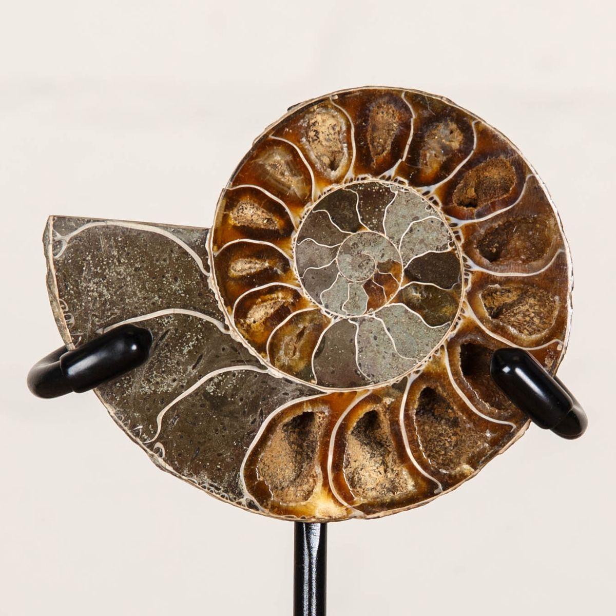 3.6 inch Polished & Sliced Ammonite Fossil on Stand (Cleoniceras sp)