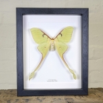 Minibeast Female Malaysian Moon Moth in Box Frame (Actias maenas)