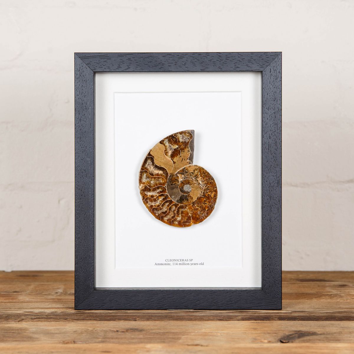 Minibeast Cut and Polished Ammonite Fossil in Box Frame (Cleoniceras sp)9x7