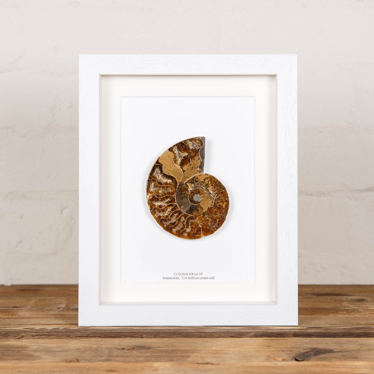 Cut and Polished Ammonite Fossil in Box Frame (Cleoniceras sp)9x7