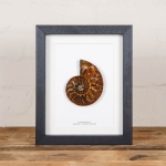 Minibeast Cut and Polished Ammonite Fossil in Box Frame (Cleoniceras sp)