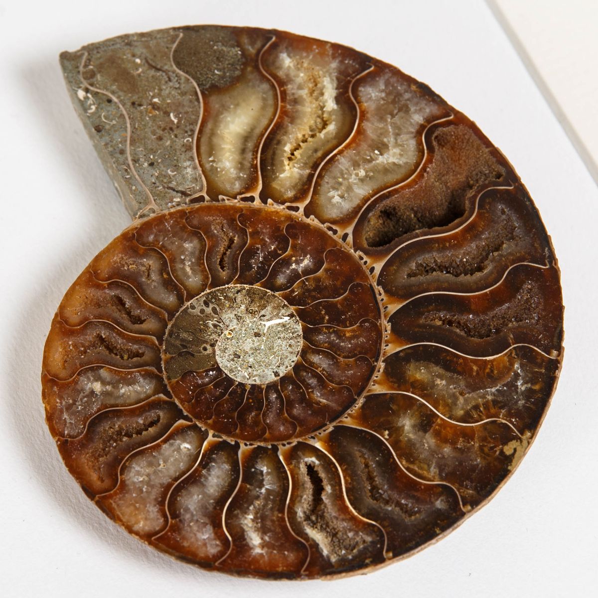 Cut and Polished Ammonite Fossil in Box Frame (Cleoniceras sp)
