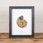 Minibeast Cut and Polished Ammonite Fossil in Box Frame (Cleoniceras sp)