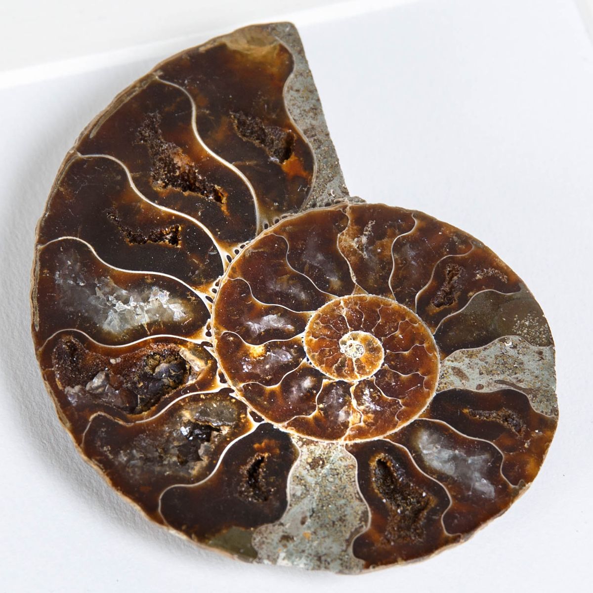 Cut and Polished Ammonite Fossil in Box Frame (Cleoniceras sp)