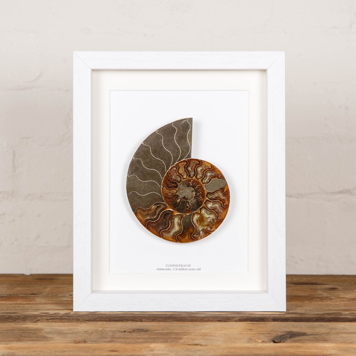 Cut and Polished Ammonite Fossil in Box Frame (Cleoniceras sp) 10 x 8
