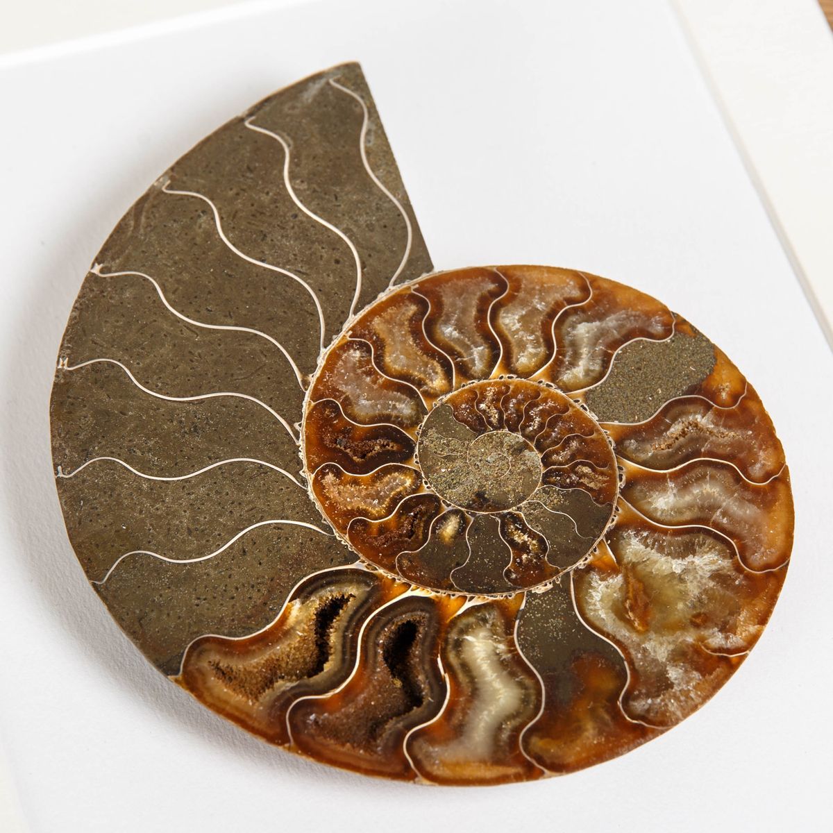 Cut and Polished Ammonite Fossil in Box Frame (Cleoniceras sp) 10 x 8