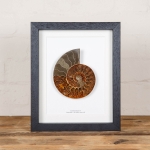 Minibeast Cut and Polished Ammonite Fossil in Box Frame (Cleoniceras sp) 10 x 8