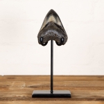 Minibeast Collector Grade 3.9 Inch Polished Megalodon Shark Tooth Fossil on Stand (Carcharodon megalodon)