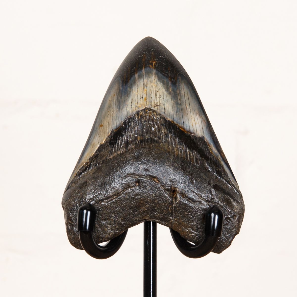 Collector Grade 3.9 Inch Polished Megalodon Shark Tooth Fossil on Stand (Carcharodon megalodon)