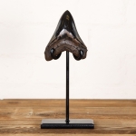 Minibeast Collector Grade 3.9 Inch Polished Megalodon Shark Tooth Fossil on Stand (Carcharodon megalodon)