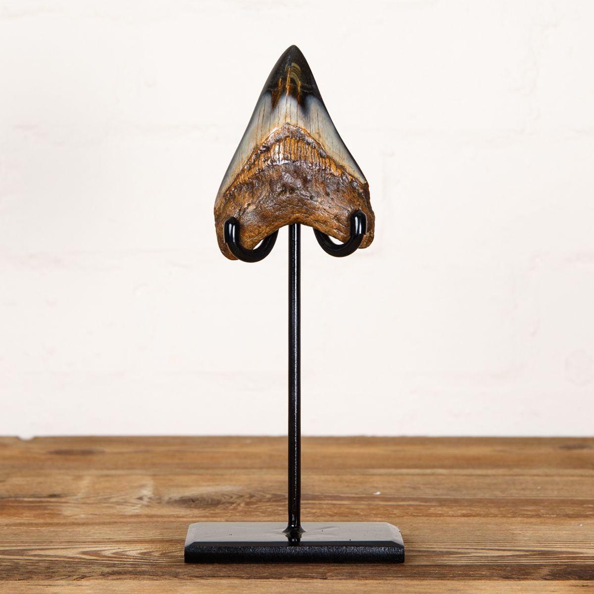 Minibeast Collector Grade  3.9 Inch Polished Megalodon Shark Tooth Fossil on Stand (Carcharodon megalodon)
