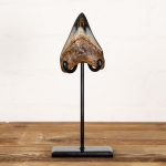 Minibeast Collector Grade  3.9 Inch Polished Megalodon Shark Tooth Fossil on Stand (Carcharodon megalodon)