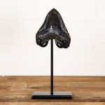 Minibeast Collector Grade 4 Inch Polished Megalodon Shark Tooth Fossil on Stand (Carcharodon megalodon)