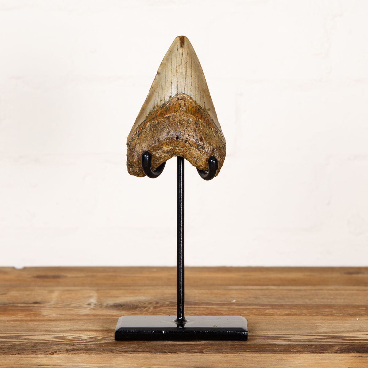 Minibeast Huge 4.5 Inch Megalodon Shark Tooth Fossil on Stand (Carcharodon megalodon)