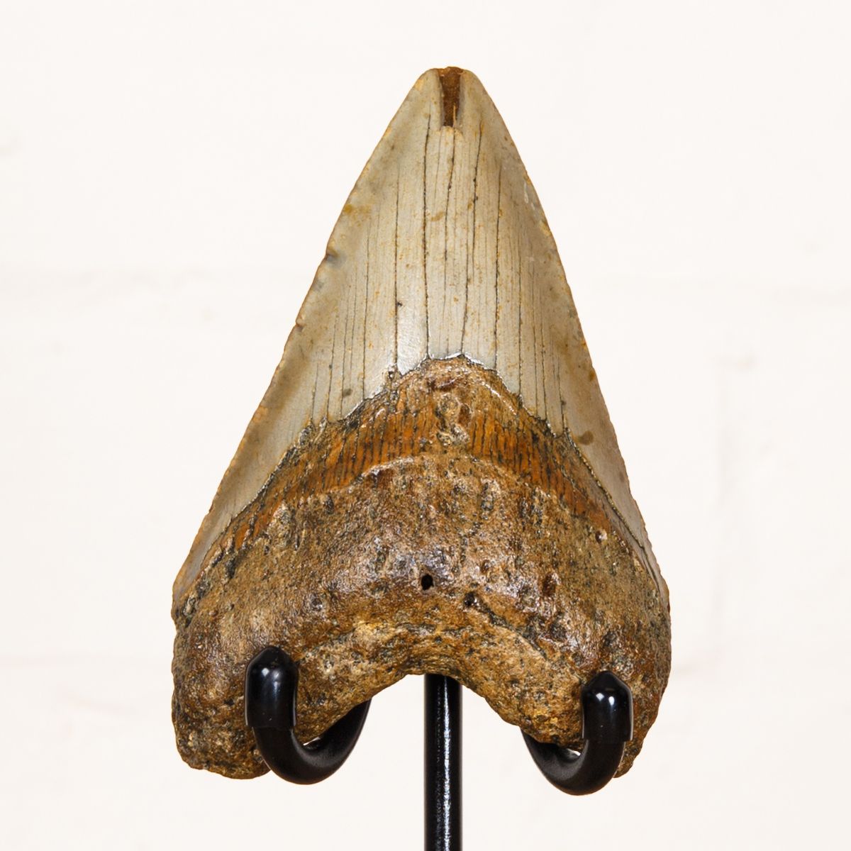 Huge 4.5 Inch Megalodon Shark Tooth Fossil on Stand (Carcharodon megalodon)