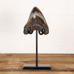 Minibeast Collector Grade 4.2 Inch Polished Megalodon Shark Tooth Fossil on Stand (Carcharodon megalodon)