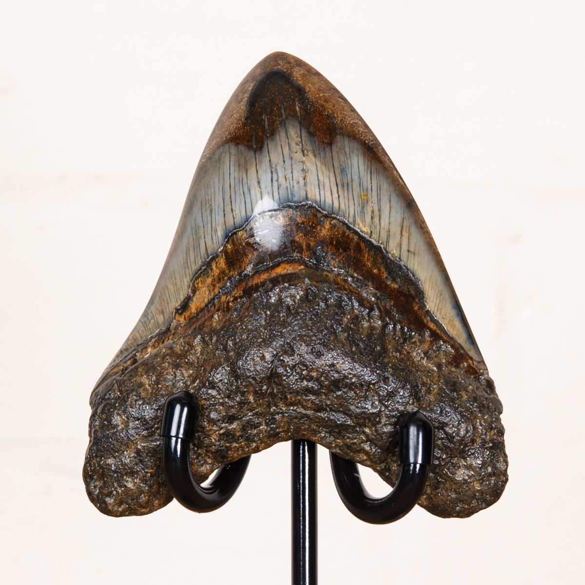 Collector Grade 4.2 Inch Polished Megalodon Shark Tooth Fossil on Stand (Carcharodon megalodon)