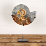 Minibeast Huge 9.6 inch Polished & Sliced Ammonite Fossil on Stand (Cleoniceras sp)