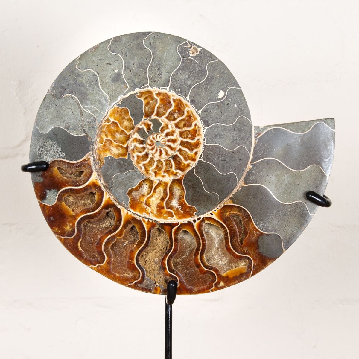 Huge 9.6 inch Polished & Sliced Ammonite Fossil on Stand (Cleoniceras sp)
