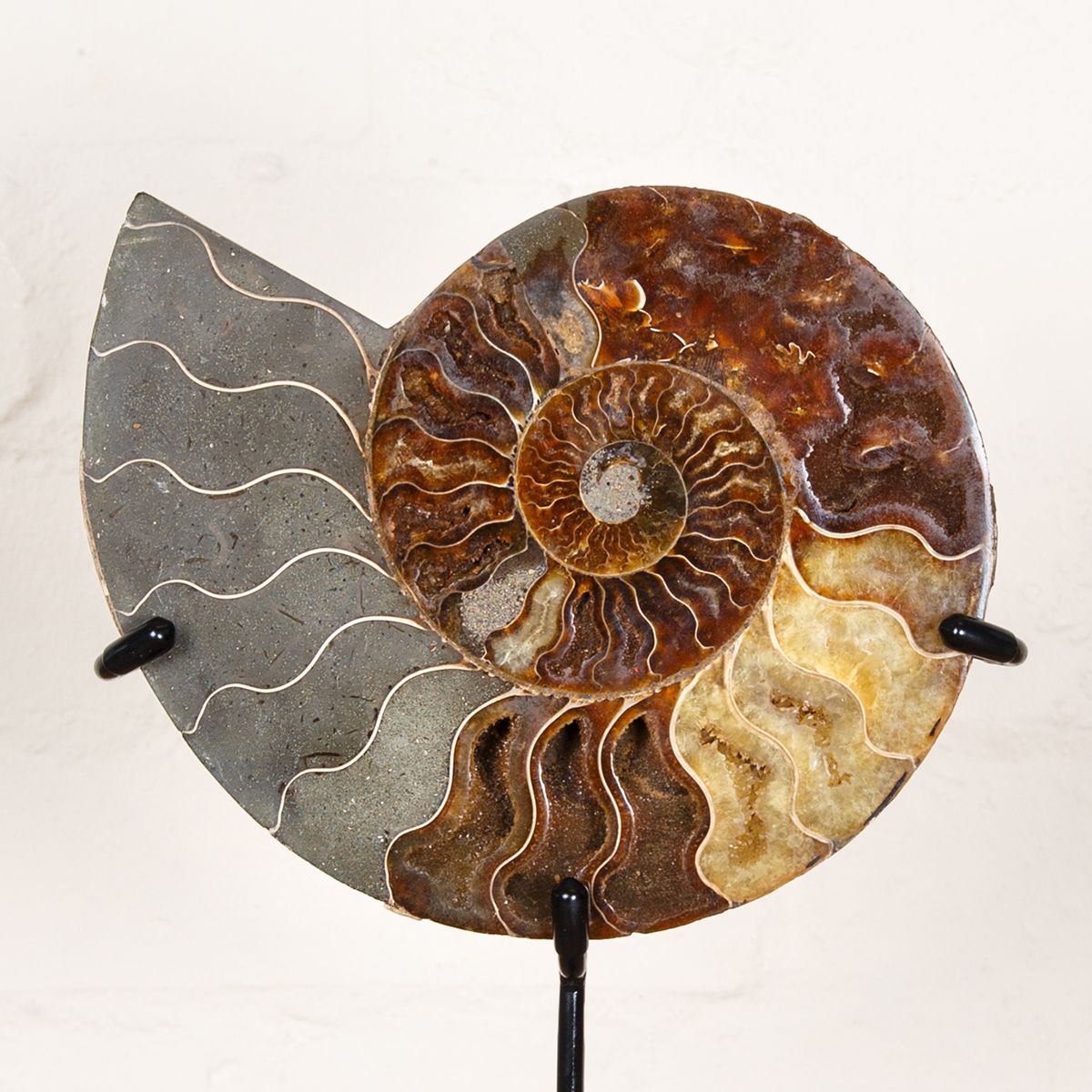 Huge 8.2 inch Polished & Sliced Ammonite Fossil on Stand (Cleoniceras sp)