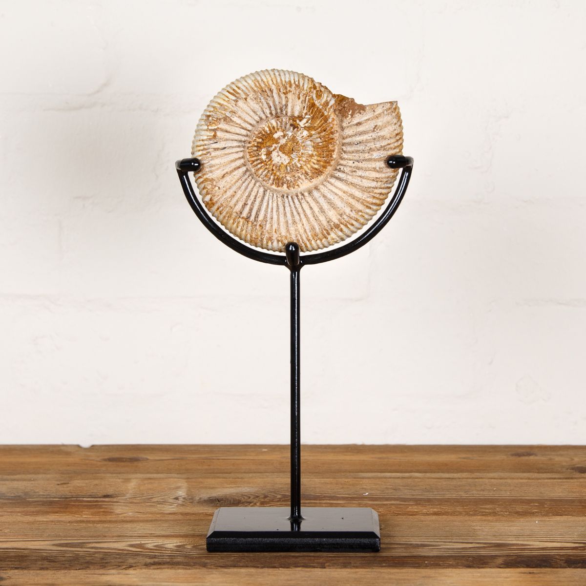 Minibeast 5.1 inch White Spine Ammonite Fossil on Stand (Cleoniceras sp)