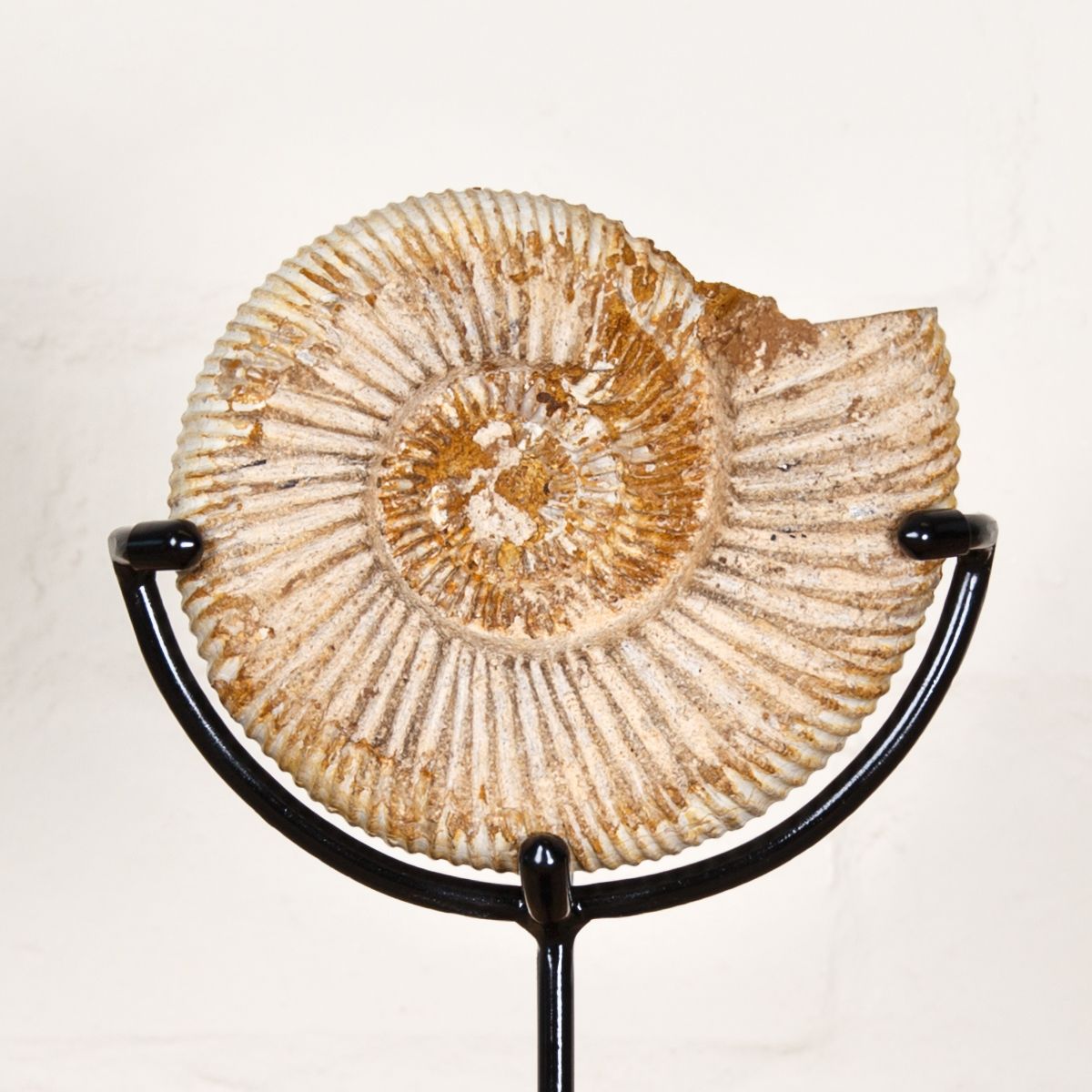 5.1 inch White Spine Ammonite Fossil on Stand (Cleoniceras sp)