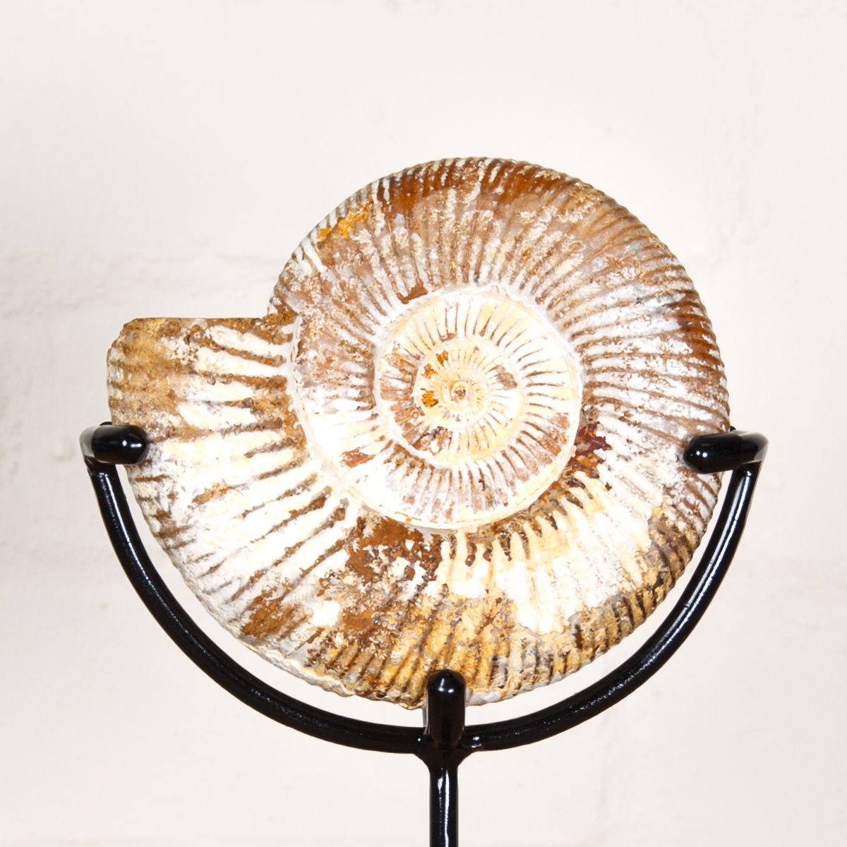 5 inch White Spine Ammonite Fossil on Stand (Cleoniceras sp)