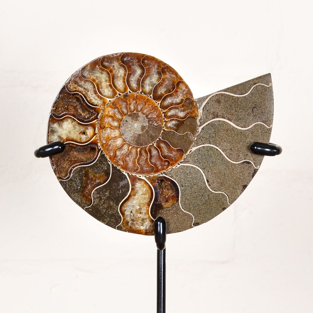 6 inch Polished & Sliced Ammonite Fossil on Stand (Cleoniceras sp)
