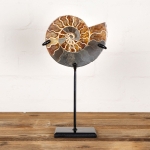Minibeast 6 inch Polished & Sliced Ammonite Fossil on Stand (Cleoniceras sp)