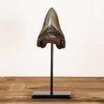 Minibeast Huge 4.2 Inch Megalodon Shark Tooth Fossil on Stand (Carcharodon megalodon)