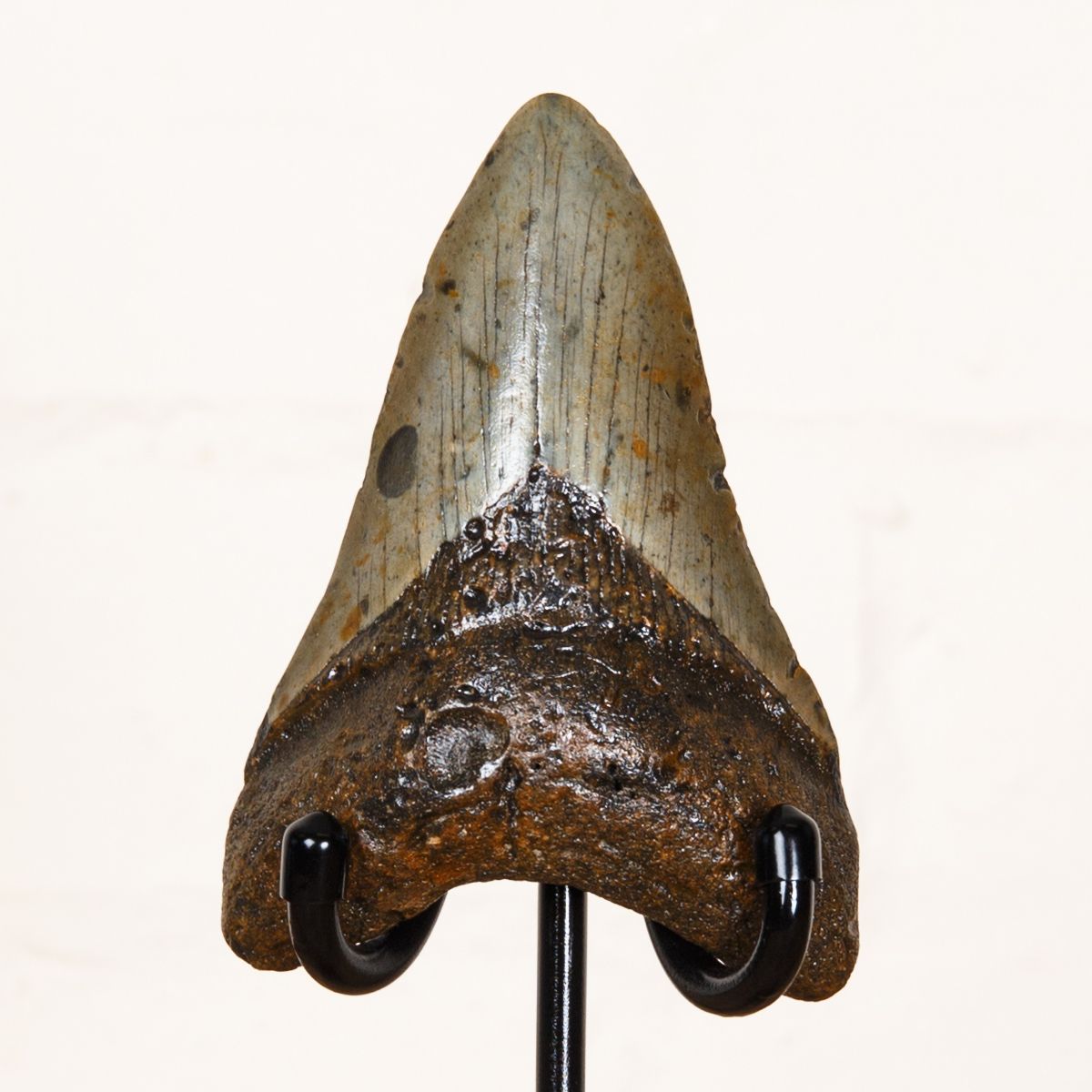 Huge 4.2 Inch Megalodon Shark Tooth Fossil on Stand (Carcharodon megalodon)