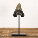Minibeast Huge  4 Inch Megalodon Shark Tooth Fossil on Stand (Carcharodon megalodon)
