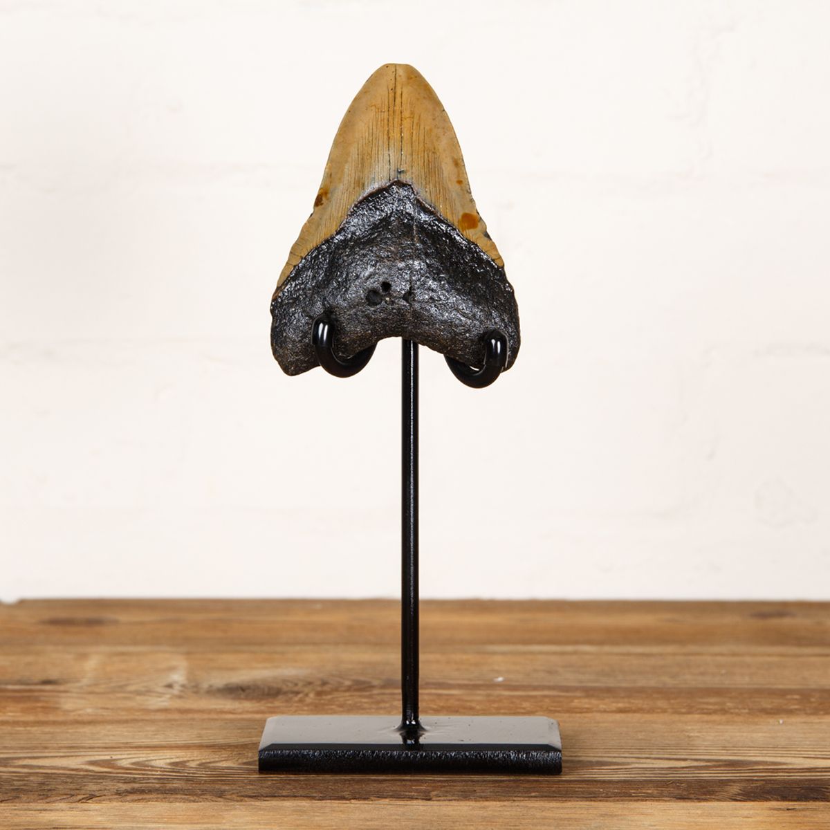 Minibeast Huge 4.3 Inch Megalodon Shark Tooth Fossil on Stand (Carcharodon megalodon)