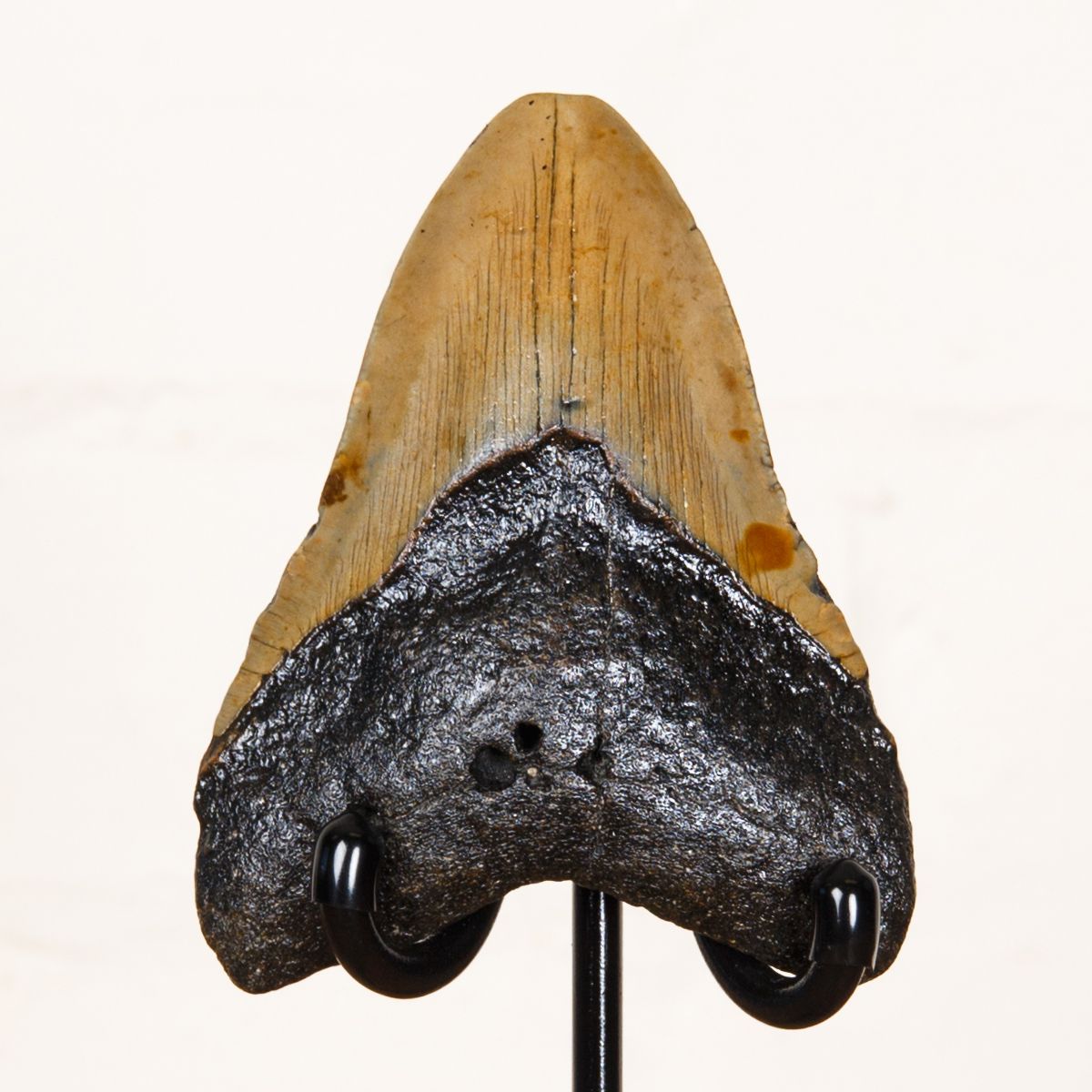 Huge 4.3 Inch Megalodon Shark Tooth Fossil on Stand (Carcharodon megalodon)