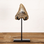 Minibeast Huge 4.1 Inch Megalodon Shark Tooth Fossil on Stand (Carcharodon megalodon)