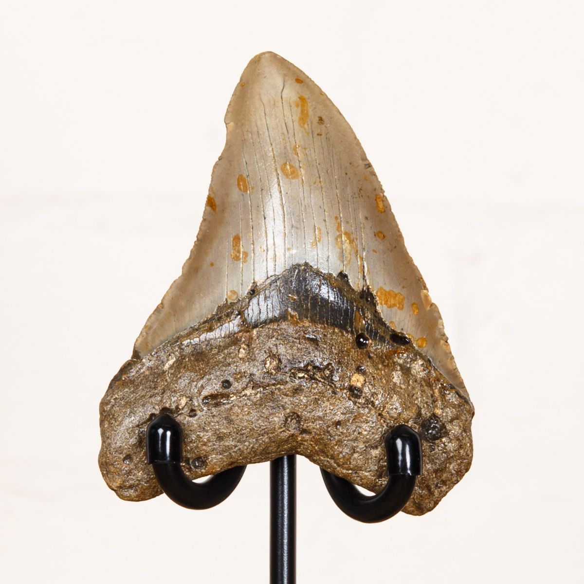 Huge 4.1 Inch Megalodon Shark Tooth Fossil on Stand (Carcharodon megalodon)