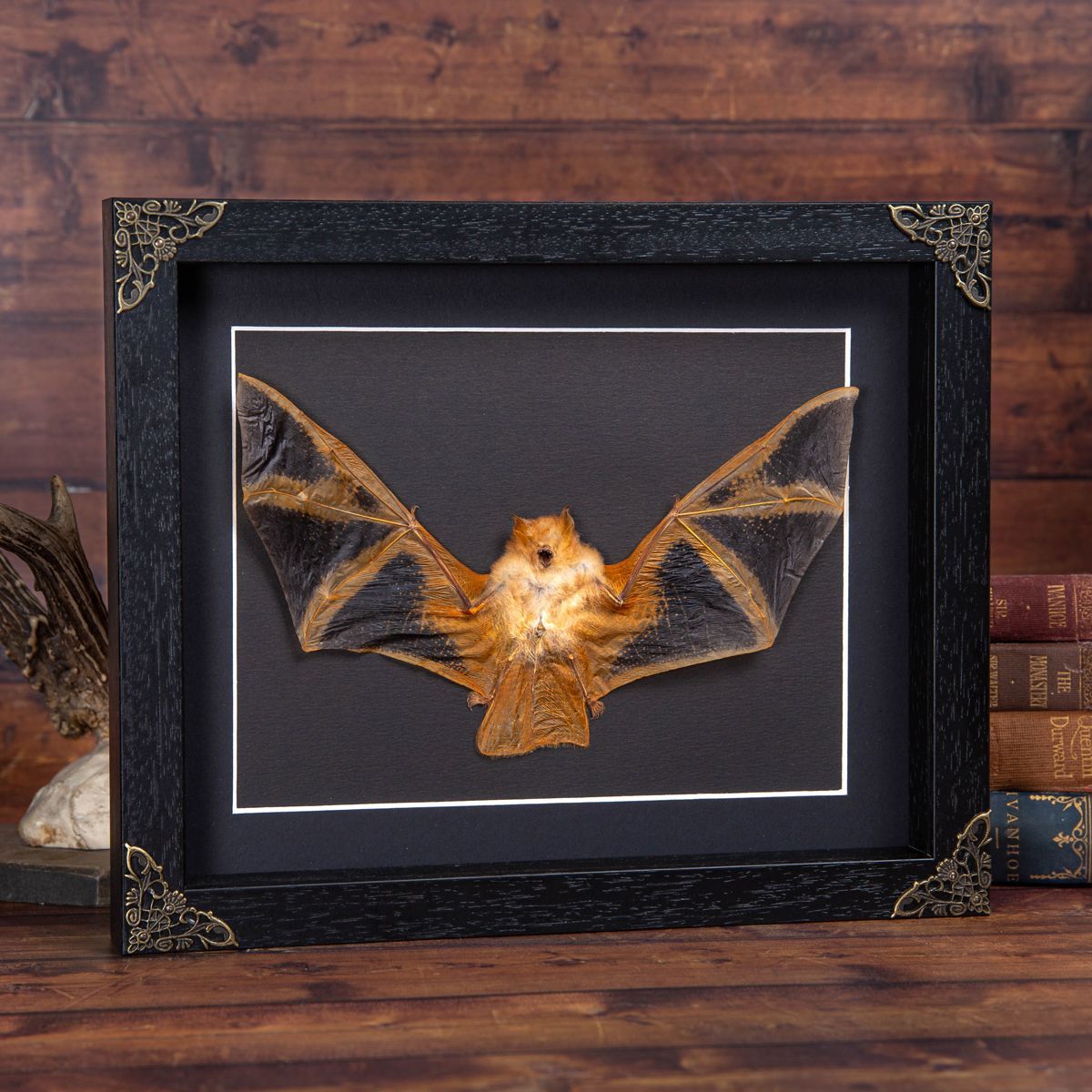 Minibeast Taxidermy Painted Bat in Baroque Style Box Frame