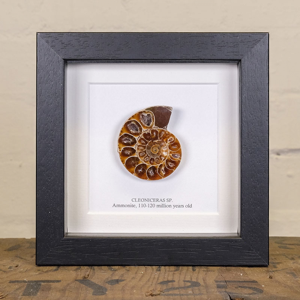 Minibeast Ammonite Cut and Polished Fossil in Box Frame (Cleoniceras sp) - Specimen #07