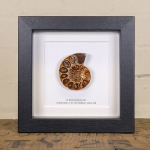 Minibeast Ammonite Cut and Polished Fossil in Box Frame (Cleoniceras sp) - Specimen #07